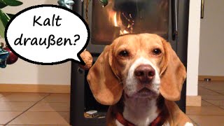 Beagle Barnie  Heißer Tipp für kalte Tage [upl. by Korfonta]