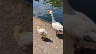 Goose hissing protecting its baby 🪿🤍 goose gosling bird [upl. by Iruy136]