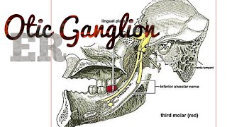 otic ganglion [upl. by Toile]