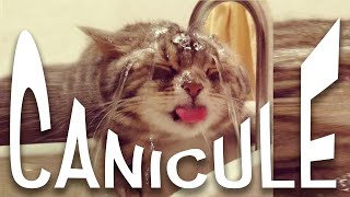 7 CONSEILS POUR SURVIVRE À LA CANICULE QUAND ON EST UN CHAT [upl. by Deck]