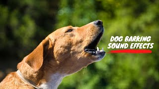 Dog Barking Dog Barking Sound Effect Dog Sound Effect Dog Bark Sound Effect Dog woof [upl. by Nicki719]