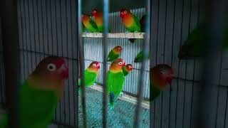 Green fisher 🦜🦜Plz Subscribe to my YouTube channel 😊😊trending parakeet parrot youtubeshort [upl. by Uol18]