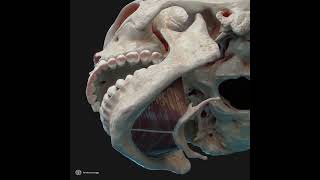 Action of mylohyoid muscle [upl. by Hagerman838]