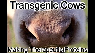 Transgenic cows making therapeutic proteins [upl. by Trever]