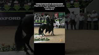 CONQUISTADOR DE MANZANARES TROCHA Y GALOPE trochaygalope horse shortsvideo [upl. by Llenor]