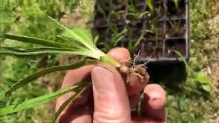 TRANSPLANTING LIATRIS SEEDLINGS [upl. by Ssenav]