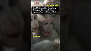 Hong Kong Zoo Melioidosis Outbreak shorts hongkong headlines [upl. by Philo236]