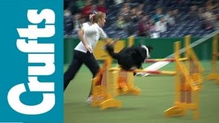 Crufts Agility Funny Clips [upl. by Aurelia]