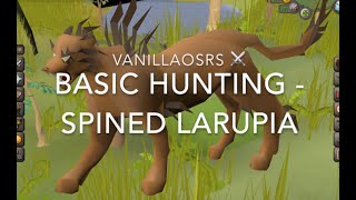 OSRS Spined Larupia  Beginner Hunter Guide [upl. by Siddon305]