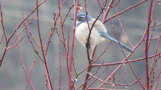 2023 Scrub Jay Tukwila Wa 6459159 [upl. by Garnet629]