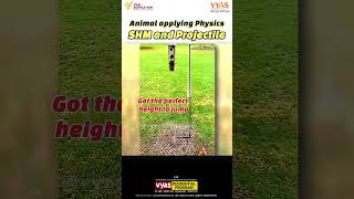 animal applying physics SHM and projectile science viralvideo shorts [upl. by Ydoow]