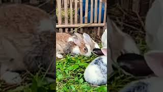 getting a rabbit pets at home [upl. by Slin693]