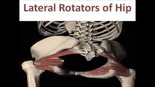 Lateral Rotators of Hip Joint [upl. by Evaleen]