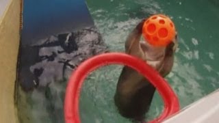 Sea otter Eddie plays basketball and slam dunks at Oregon Zoo [upl. by Mascia140]