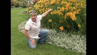 Stachys byzantina and Alstroemeria [upl. by Brodeur]