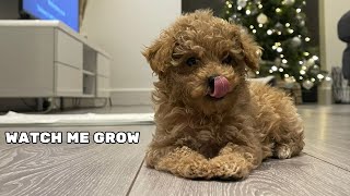 Toy Poodle Puppy To Fully Grown Adult Time Lapse [upl. by Vrablik880]