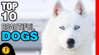 TOP 10 BEAUTIFUL DOG BREEDS [upl. by Seira]