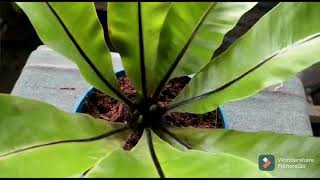 Care and Propagation of Birds Nest Bengal How to Manage Birds Nest Fern Beautifully [upl. by Haimerej]