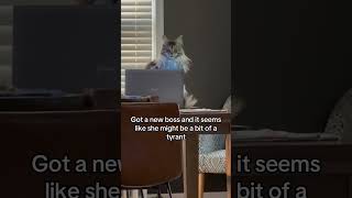 So demanding 😥 cat work workmemes funnycat mainecoon boss bossbabe [upl. by Nalod]