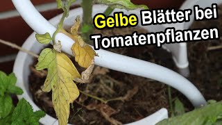 Tomatenpflanzen hat gelbe Blätter  URSACHE amp LÖSUNG  Tomaten gelbe Blätter [upl. by Chirlin904]