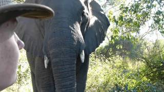 MakutsiSafari Elefantenbegegnung  meeting an elephant [upl. by Bernat]