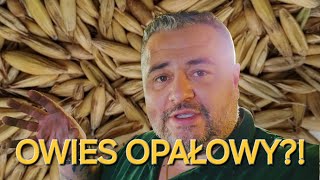 OWIES OPAŁOWY W KOTLE PELETOWYM [upl. by Lenard]