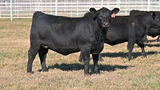 Deer Valley Farms 18th Annual Production Sale  Female Highlight [upl. by Alexander]