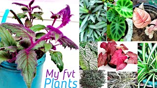 Special purple velvet plant with my favorite plants collection Gynura aurantiaca plant caring [upl. by Airretnahs]