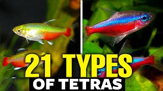 21 Types of Tetras For Aquariums 🐟 [upl. by Anul]