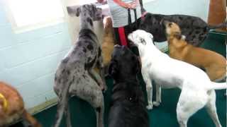 Doggie Daycare Temperament Test [upl. by Oleg]