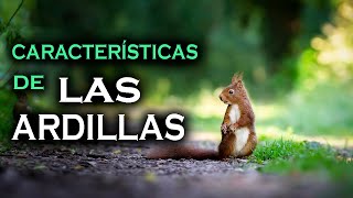 Las Ardillas  Características principales 🐿️ [upl. by Hourihan182]