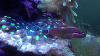 tailspot blenny laying eggs [upl. by Franci]