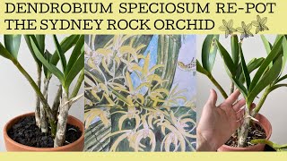 Repotting a hopefully Dendrobium Speciosum a spectacular native Australian orchid [upl. by Marcus536]