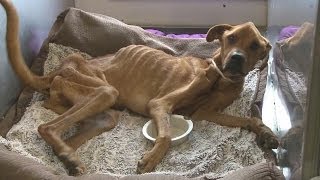 Emaciated dogs owner speaks out [upl. by Marder]