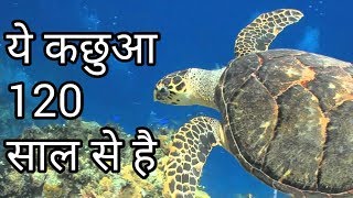 कछुआ की हकीकत ये दुनिया जानता है अगर आप जान जांएगे [upl. by Heringer65]