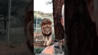 Lion was ready for some fresh meat Funny Laugh Jokes Animals [upl. by Nahseez892]