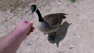 SHARING PEPPERIDGE FARM GOLDFISH WITH GEESE IN STRATFORD NEW JERSEY [upl. by Akiam]