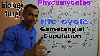 Phycomycetes Its life cycle Gametangial copulation [upl. by Argyle992]