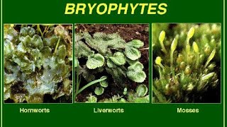 LECTURE 2 BRYOPHYTES IMPORTANT POINTSbiology bryophyta [upl. by Anayia]