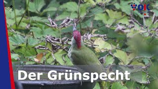 Der Grünspecht [upl. by Francie]