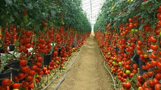 Tamatar ki kheti A to Z टमाटर की खेती Tomato Cultivation How to grow tomato plantsHitech kheti [upl. by Cecilio390]