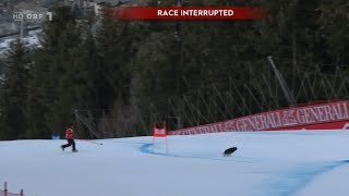 Hund verirrt sich auf der Strecke  SuperG Bormio [upl. by Notirb196]