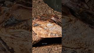 Dwarf Caiman Falling Asleep share reptiles trending caiman subscribe shorts follow new wow [upl. by Selassie]