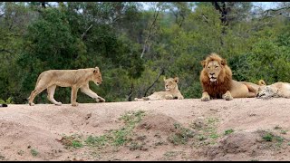 Tintswalo Males with the Mbiri Pride amp Cubs [upl. by Haeel]