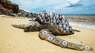 Barnacles on shell sea turtles [upl. by Dahl769]