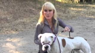 How to ease a dog into a leashcollar that controls a dogs head and muzzle [upl. by Eneryc]