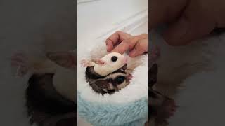 JJ terek bale versi berdua sugarglider cute jedagjedug trend [upl. by Naehgem]