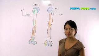 anatomie cours osteologie humerus [upl. by Euphemia]