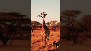 quotGiraffe Gives Birth Amid Lions and Birds of Preyquot [upl. by Ashlen]