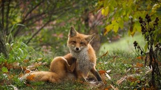 What is todays animal topic you guessed it red foxs [upl. by Oidale]